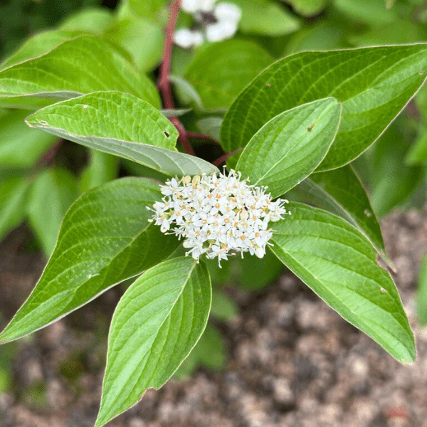 Red Twig Dogwood Shrub - Image 7