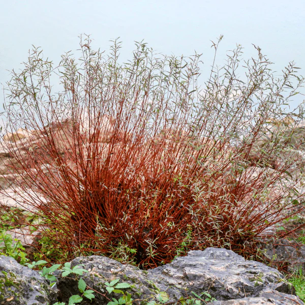 Red Twig Dogwood Shrub - Image 9