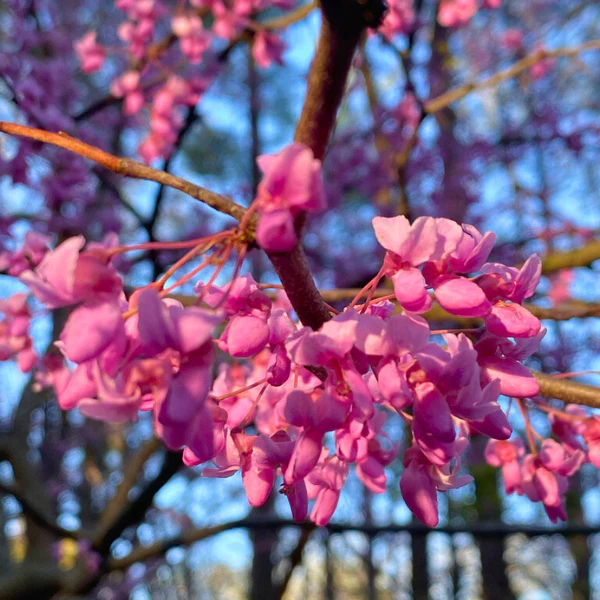 Redbud Tree - Image 3