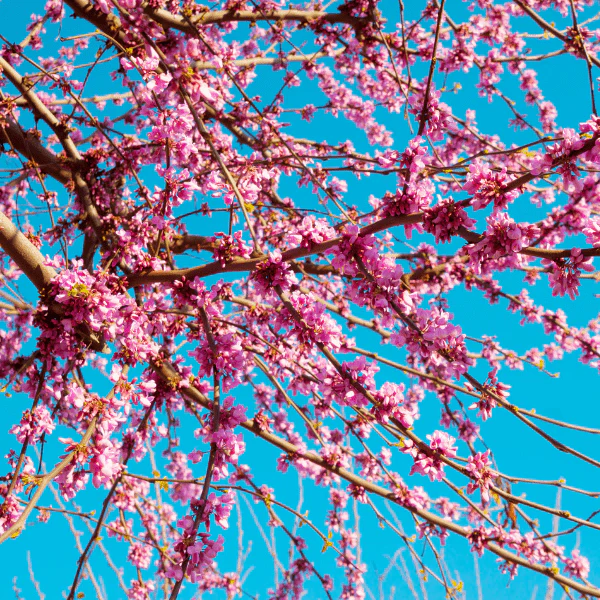 Redbud Tree - Image 4