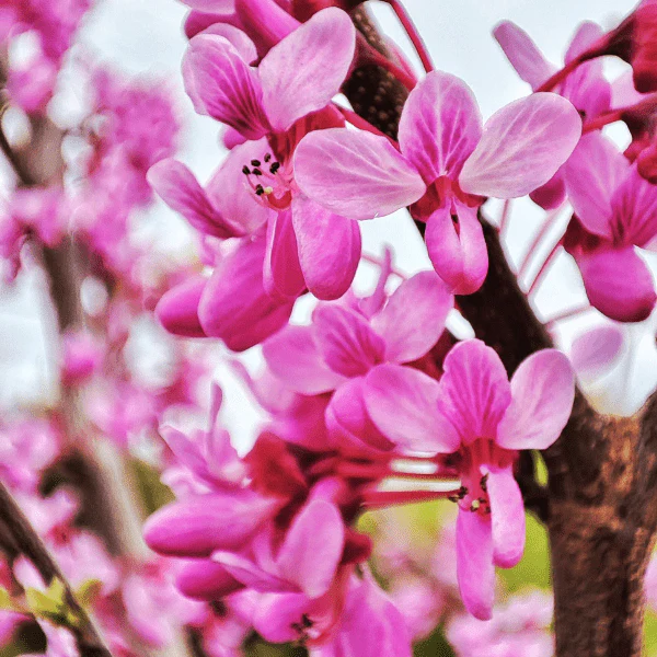 Redbud Tree - Image 5