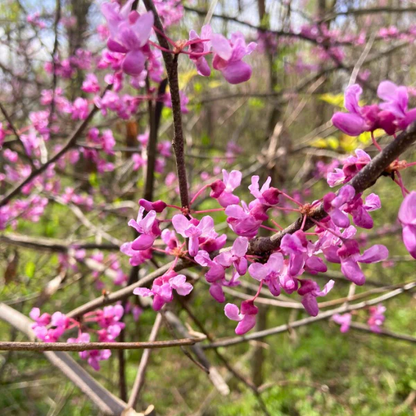 Redbud Tree - Image 6