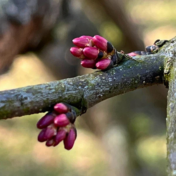 Redbud Tree - Image 7