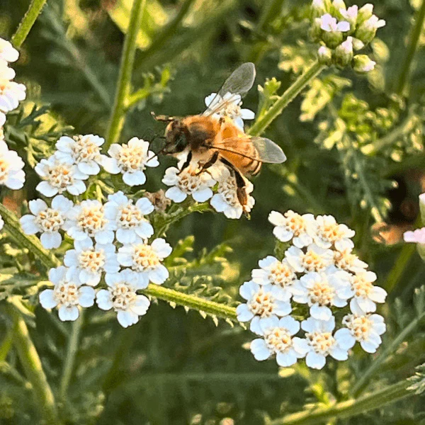 Common Yarrow Plant Sets - Image 3