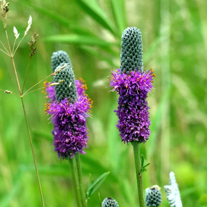 Rocky Ridge Rush - Image 4