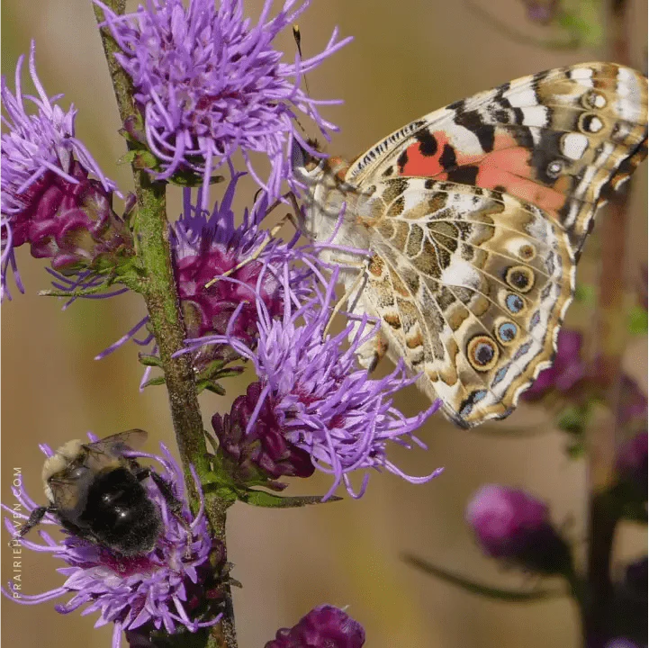 Rough Blazing Star Plant Sets - Image 3