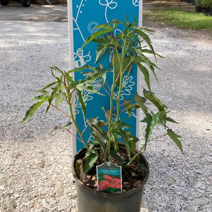 Scarlet Hibiscus Shrub - Image 3