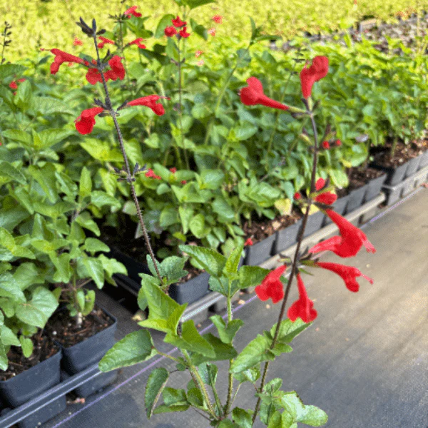 Scarlet Sage Plant Sets - Image 3