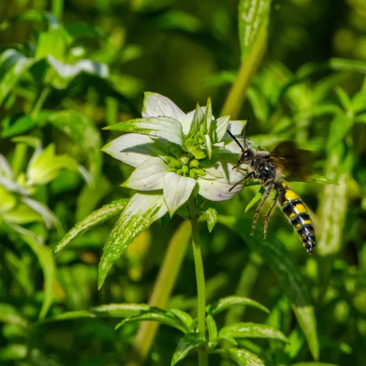 Scent-sational Blooms - Image 4