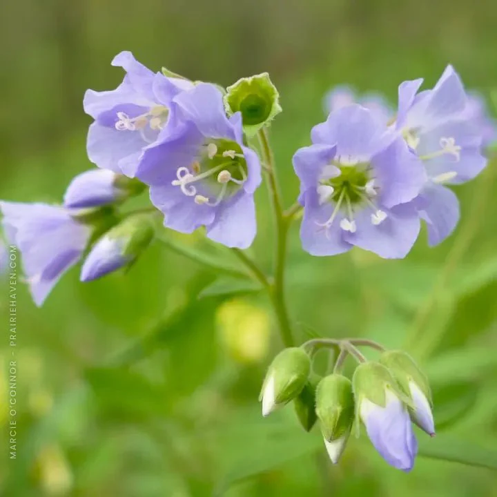 Jacob's Ladder Plant Sets - Image 4