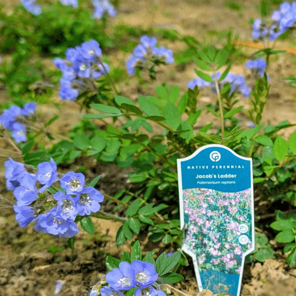 Jacob's Ladder Plant Sets - Image 3