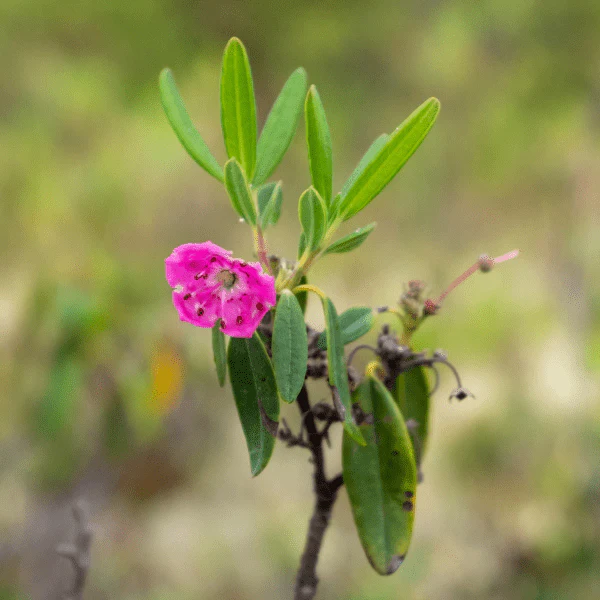 Sheep Laurel Shrub - Image 3