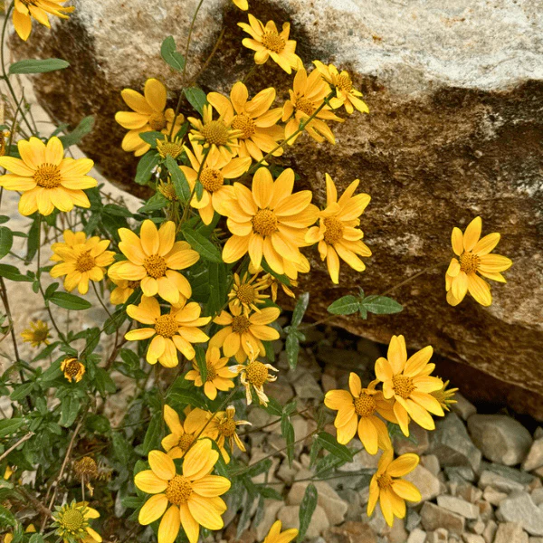 Showy Goldeneye Plant Sets - Image 3