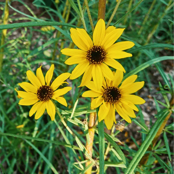 Showy Goldeneye Plant Sets - Image 4