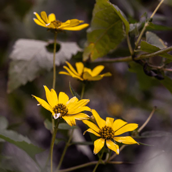 Showy Goldeneye Plant Sets - Image 5