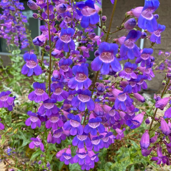 Showy Penstemon Plant Sets - Image 3