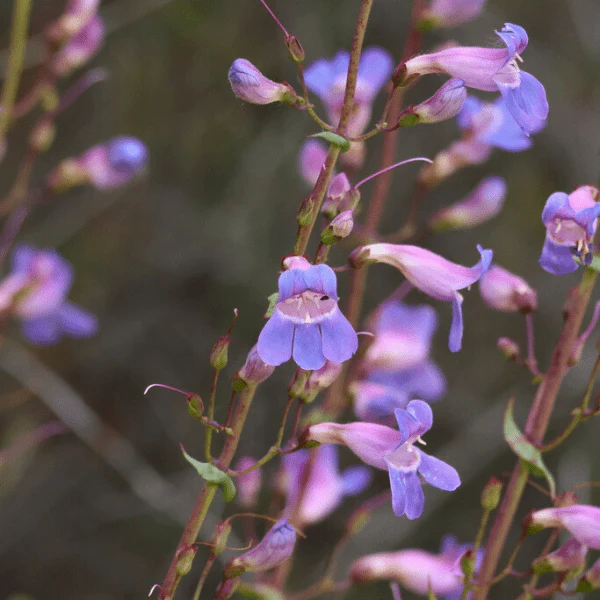 Showy Penstemon Plant Sets - Image 5