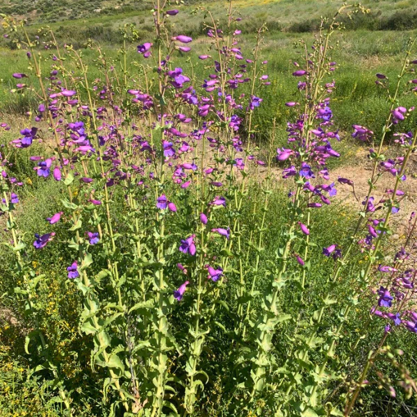 Showy Penstemon Plant Sets - Image 7