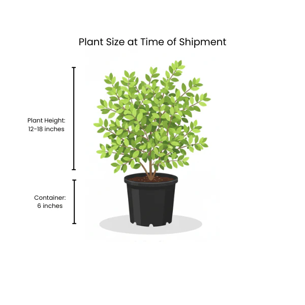 Allegheny Serviceberry Shrub - Image 8