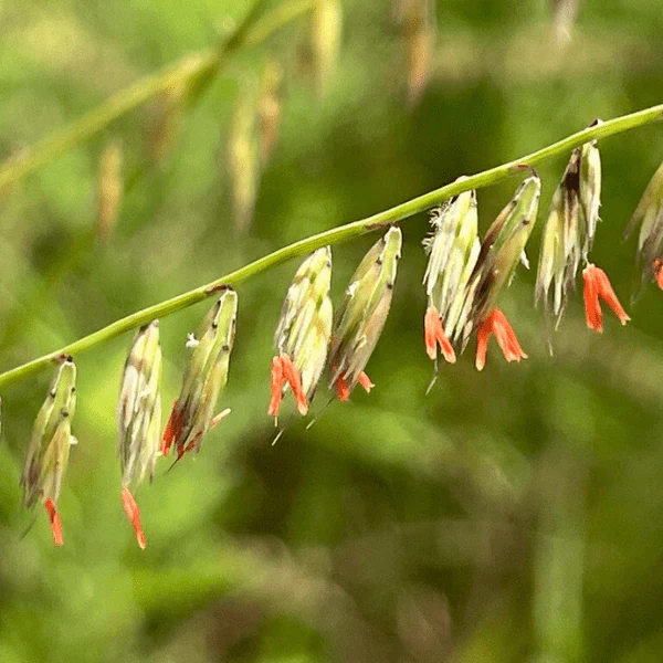 Side Oats Grama Grass Plant Sets - Image 4