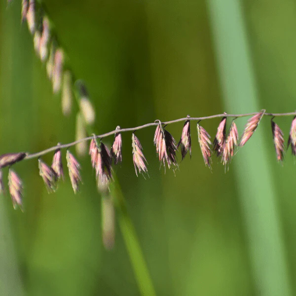 Side Oats Grama Grass Plant Sets - Image 5
