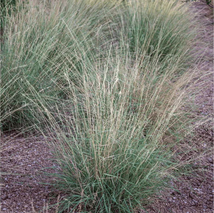 Side Oats Grama Grass Plant Sets - Image 6