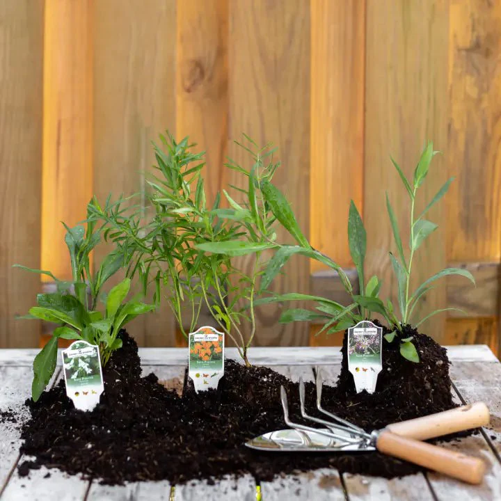 Side Oats Grama Grass Plant Sets - Image 7