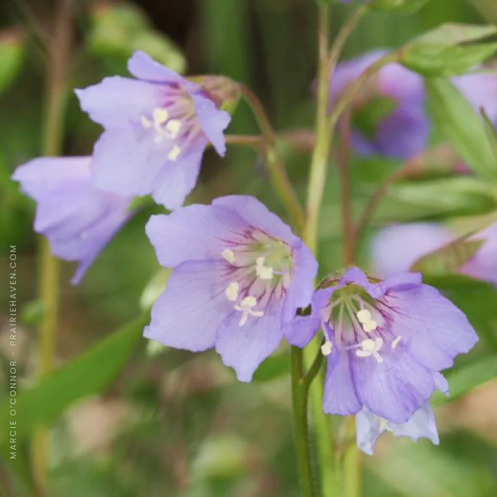 Spring Bee Buffet - Image 3
