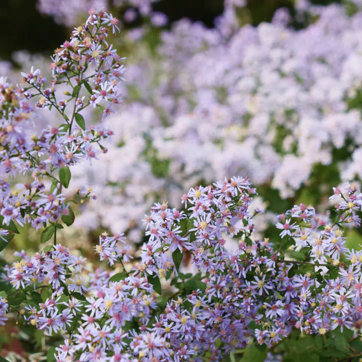 Spring Bee Buffet - Image 4