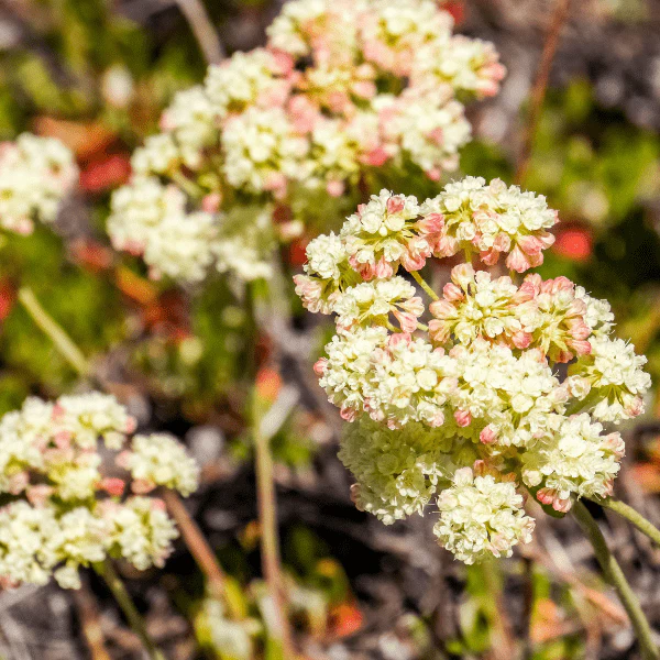 Sulphur Buckwheat Plant Sets - Image 3