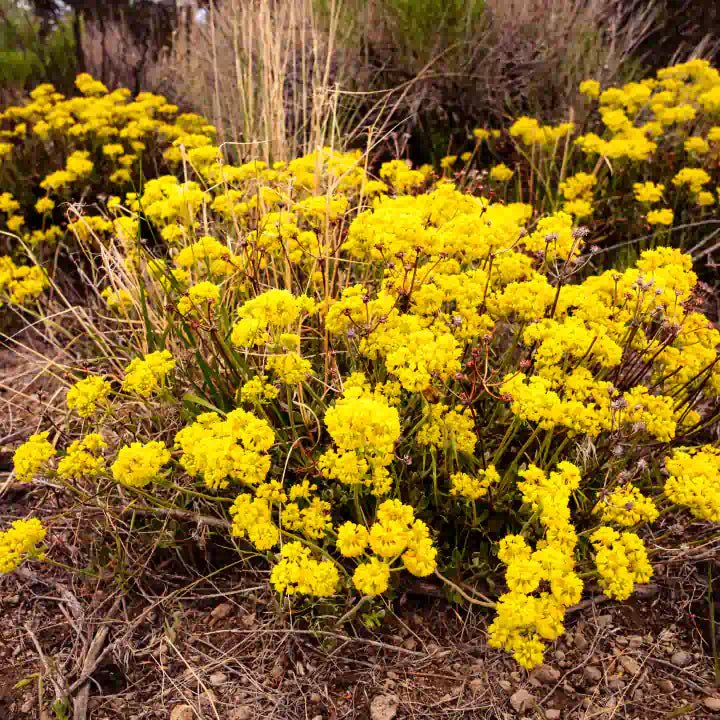 Sulphur Buckwheat Plant Sets - Image 5