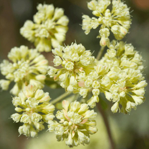 Sulphur Buckwheat Plant Sets - Image 7