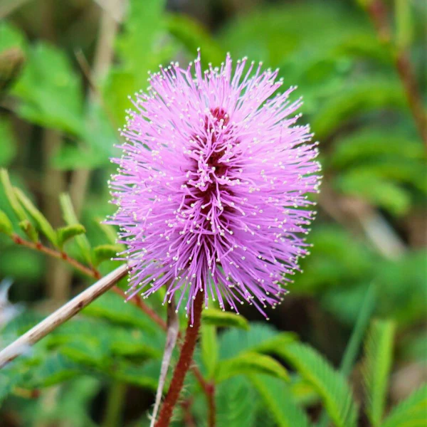 Sunshine Mimosa Plant Sets - Image 5