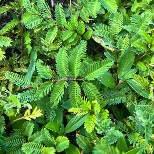 Sunshine Mimosa Plant Sets - Image 7