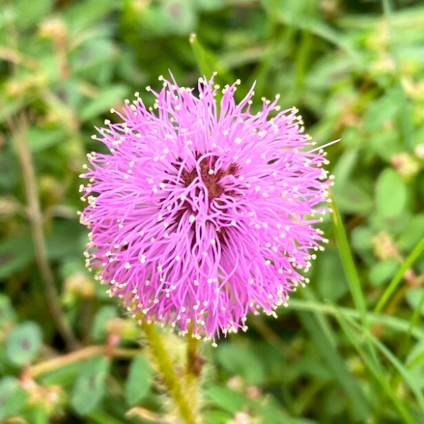 Sunshine Mimosa Plant Sets - Image 9