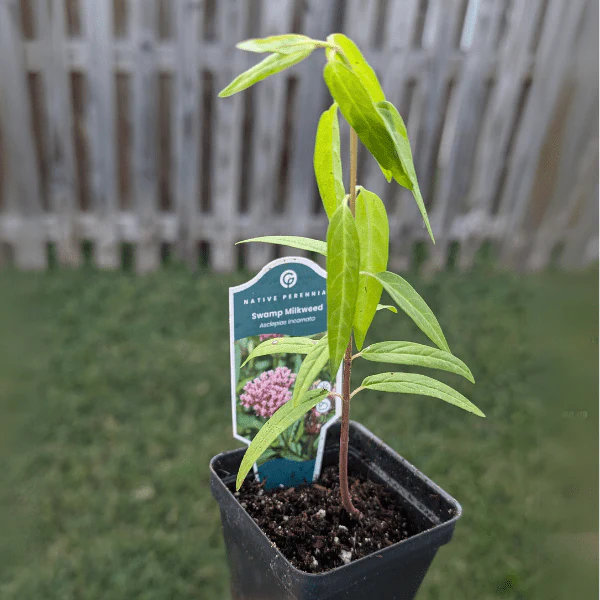 Swamp Milkweed Plant Sets - Image 3