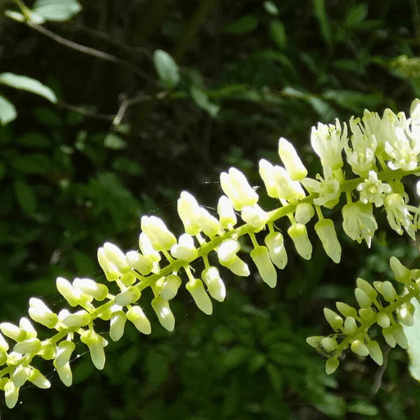 Sweetspire Shrub - Image 4