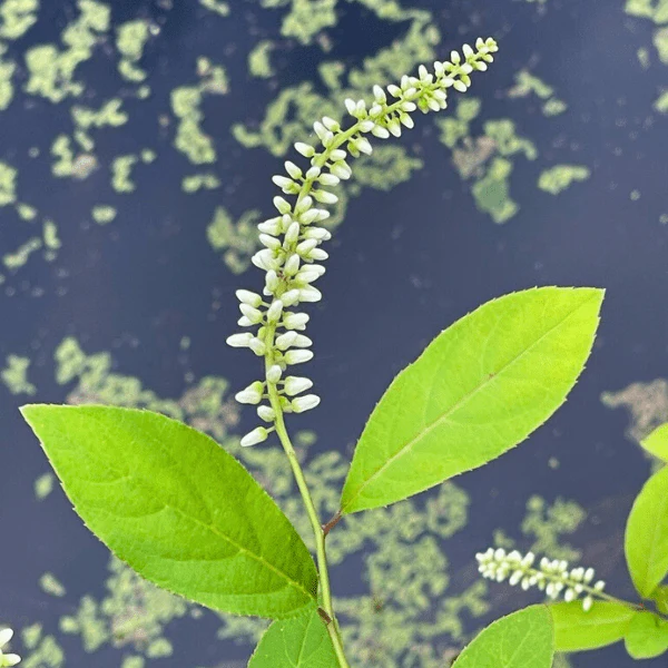 Sweetspire Shrub - Image 5
