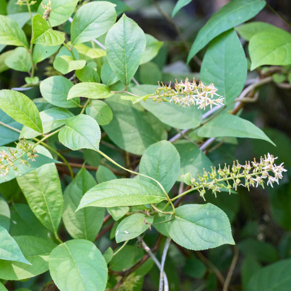 Sweetspire Shrub - Image 6