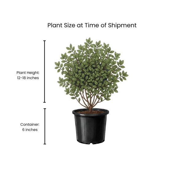 Sweetspire Shrub - Image 8