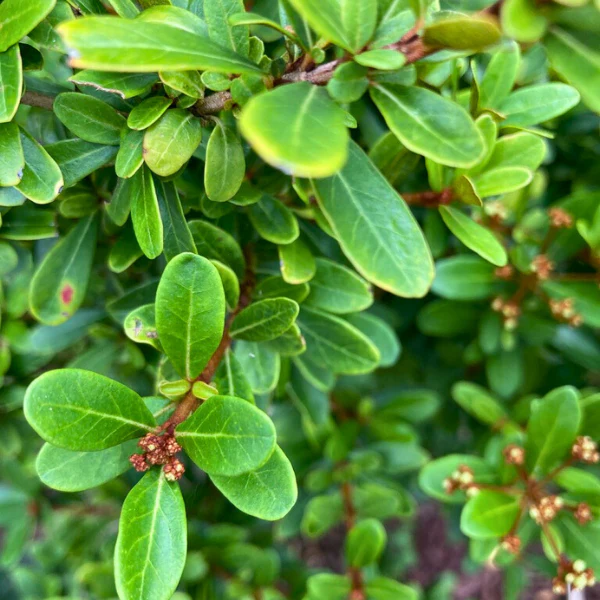 Walter's Viburnum Shrub - Image 3