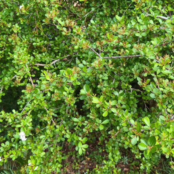 Walter's Viburnum Shrub - Image 4