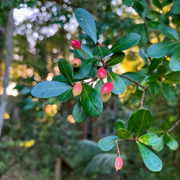 Walter's Viburnum Shrub - Image 5