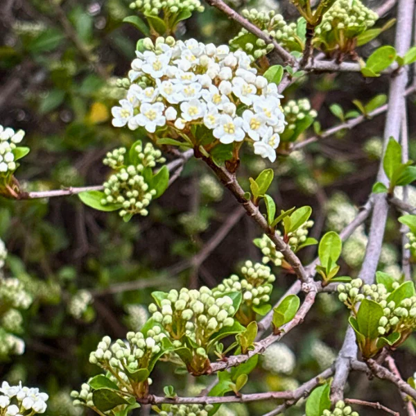 Walter's Viburnum Shrub - Image 6