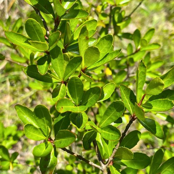 Walter's Viburnum Shrub - Image 7