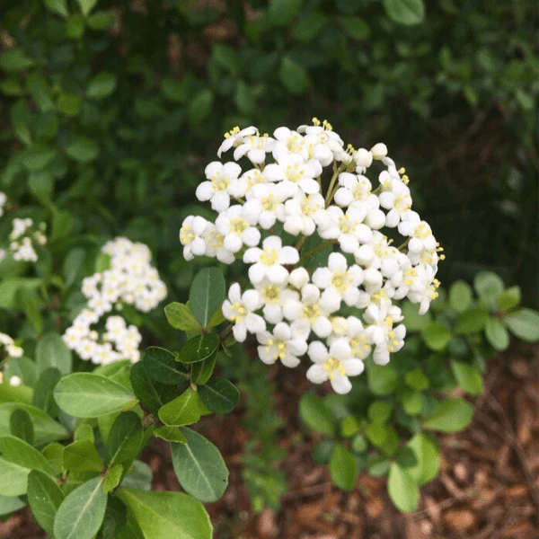 Walter's Viburnum Shrub - Image 8