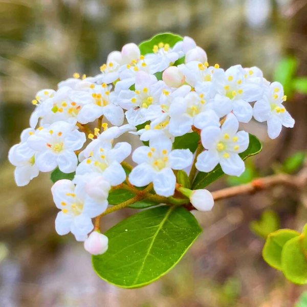 Walter's Viburnum Shrub - Image 9
