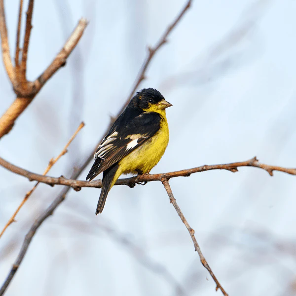 Western Songbird Haven - Image 9