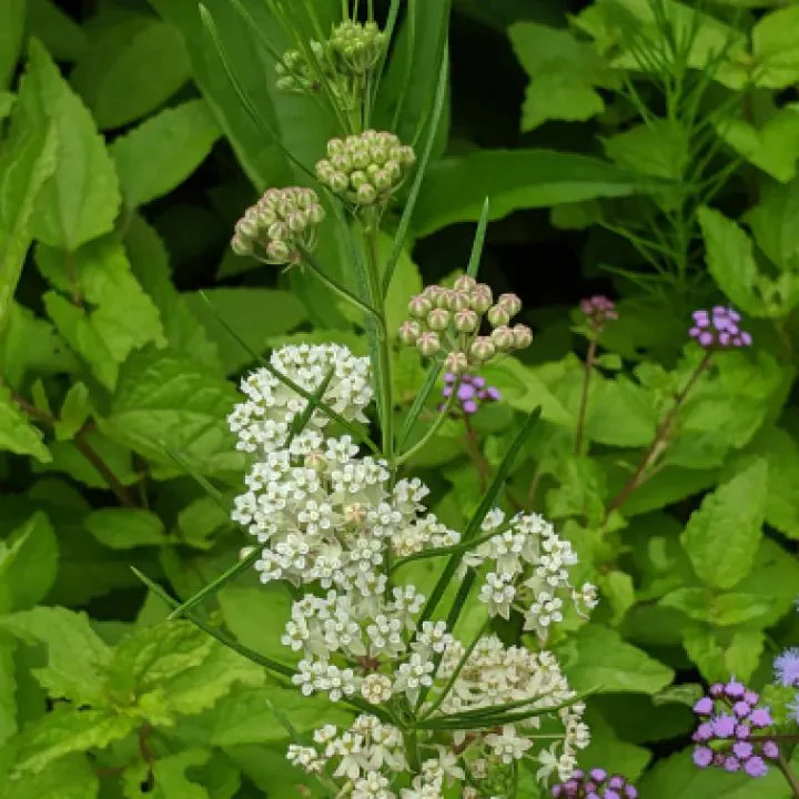 Whorled Milkweed Plant Sets - Image 3