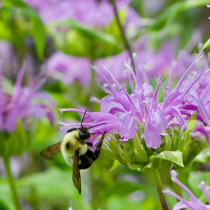 Wild Bee Bounty - Image 6